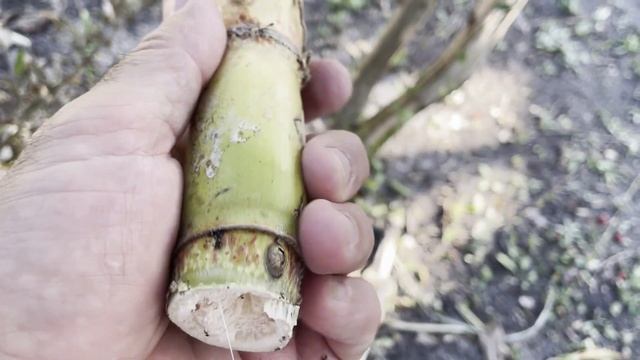 The Florida SUGAR CANE GURU Knows How to Grow FAT CANES BRO! смотреть онлайн