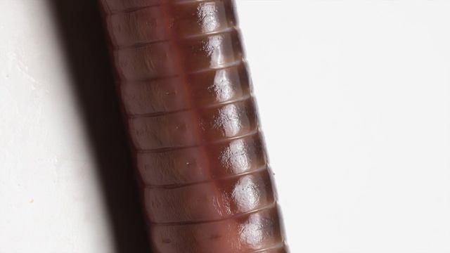GIANT EARTHWORM DISCOVERED IN ECUADOR смотреть онлайн