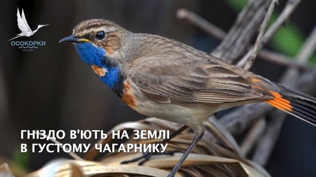 Птахи Екопарку. Синьошийка смотреть онлайн