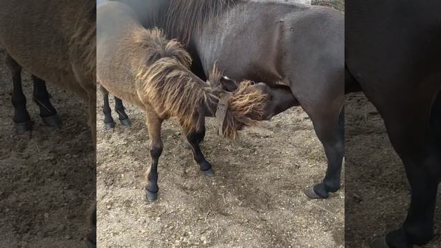 маленький пони кушает смотреть онлайн