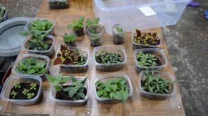 Как форма кашпо влияет на габитус петунии/Работаю с заказами черенков/Подарочек от зрительницы.