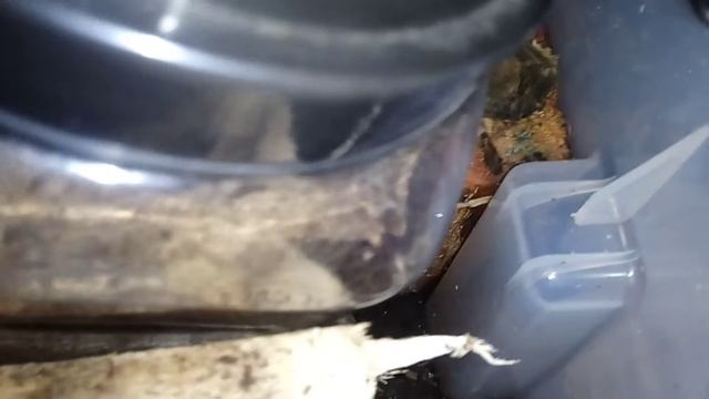 Reticulitermes lucifugus переселение смотреть онлайн