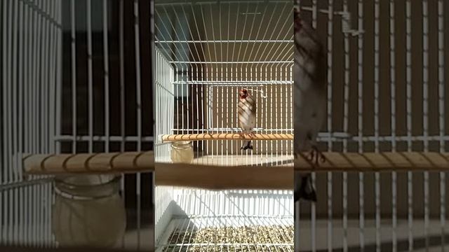 Щегол пение.Голос щегла чир чир смотреть онлайн