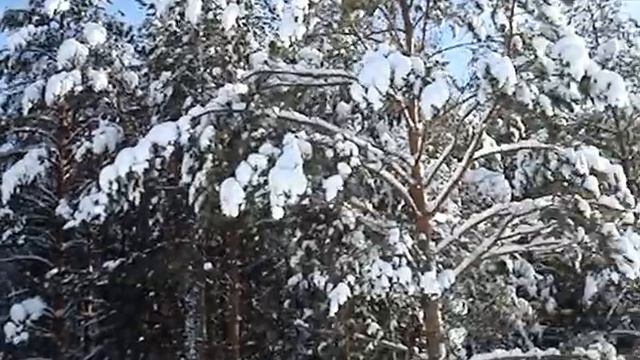 2013.01.15 Ветер в соснах Марий Эл.MPG смотреть онлайн