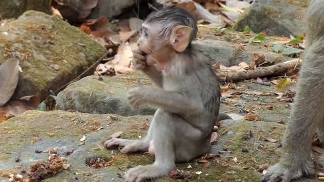 Baby Cute Monkey Is Beautiful And Very Smart #monkey #animals #cute #baby #babymonkey #babyanimal