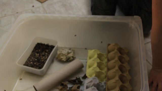 Suivi d'élevage (Pyrrhocoris Apterus) n°3 Déménagement des gendarmes смотреть онлайн