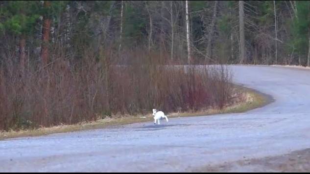 Гоняем дорожного зайца.Русская гончая Аргон вл. Шатров В.А. Второй выход с прошлого года.#hunting смотреть онлайн