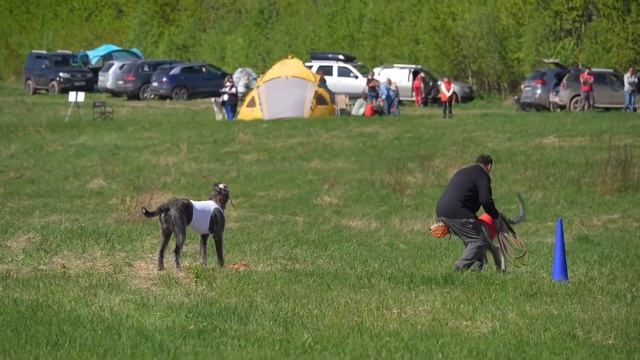 Ирландский вольфхаунд DEVUSHKA V IRLANDSKOY YUBKE (к) и DARING CAPITAN ORLIKOVA (б) 2-й забег смотреть онлайн