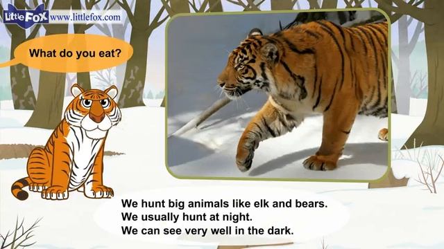 13. Meet the Animals 13 Siberian Tiger Wild Animals Little Fox Animated Stories for Kids смотреть онлайн