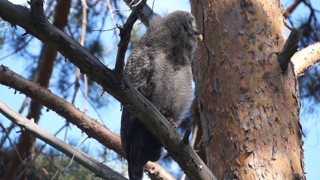 Бородатую неясыть в Шушенском бору смотреть онлайн