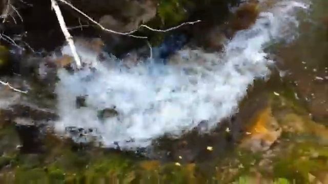 Белокаменка сливы смотреть онлайн