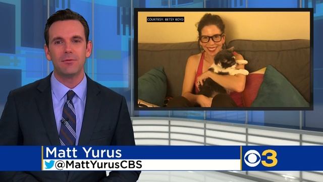 Woman Spends $19K On Kidney Transplant For 17-Year-Old Cat смотреть онлайн