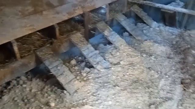 Ухейилюй пара на племя