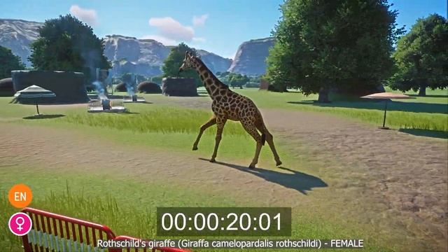 Giraffe Species Category Speed Races in Planet Zoo - RTX 3080 - included Rothschild's giraffe etc смотреть онлайн