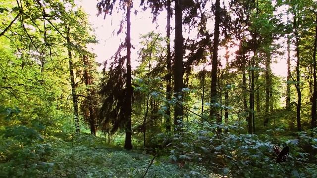 Пеночка теньковка (Chiffchaff) смотреть онлайн