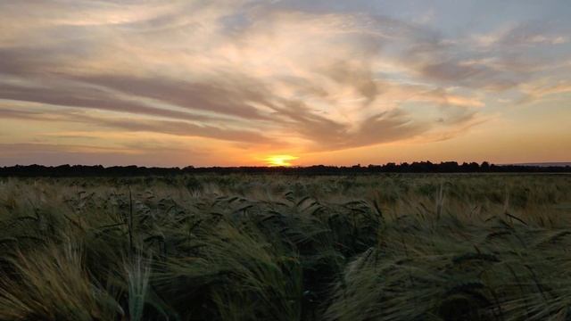 4K 60fps красивое пение птиц на закате смотреть онлайн