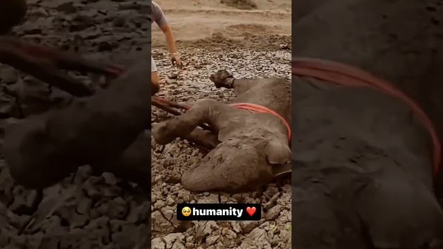 🥺 humanity ❤️|#short #tranding смотреть онлайн
