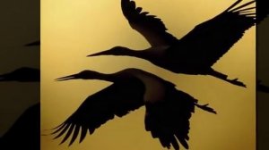 Видеосопровождение к песне Журавли