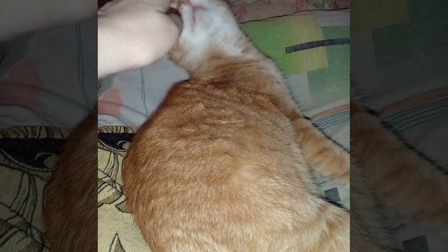 Кот. Кошачья работа. Спать, есть, умываться. Кот Рыжик. Домашний мяу. Чем занимаются коты. Устал смотреть онлайн