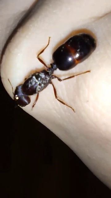 Asian Army ant queen carebera diversa смотреть онлайн
