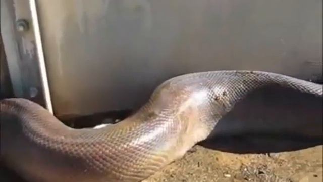 Sucuri ataca idosa (Anaconda attacks old lady) смотреть онлайн