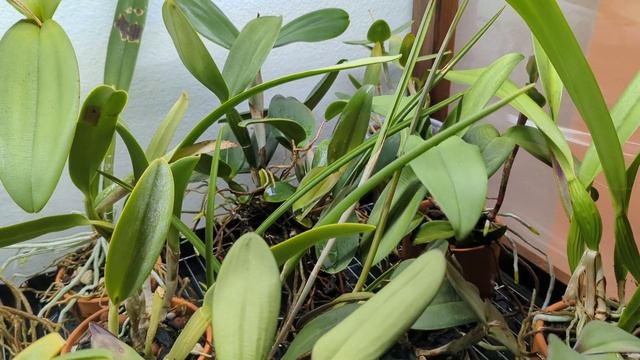 Easy DIY Orchid Drain Trays for Convenient Watering Indoors смотреть онлайн