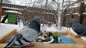 Голуби на кормушке
