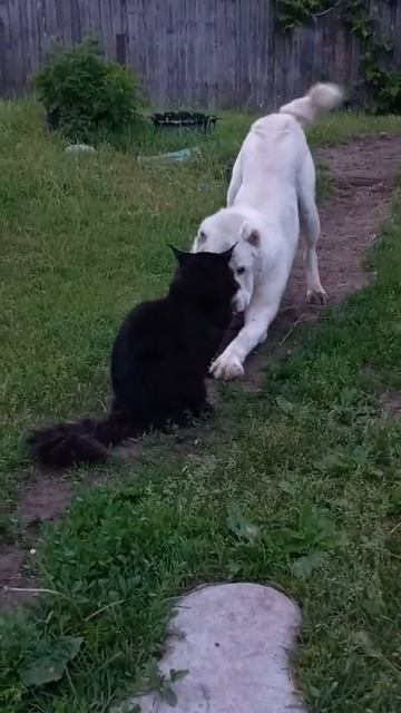 Охраняю старшего брата, мейн куна Лёвочку🐕🐈🤣