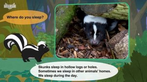 31. Meet the Animals  Skunk  Mammals  Wildlife Animals  Kindergarten