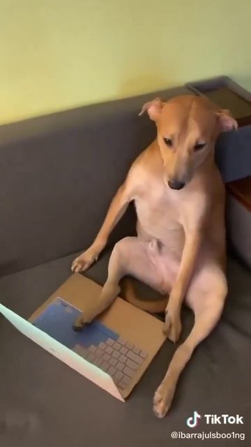Dog Sexy Mod 🤣🤣😂 #shorts #subscrib #like