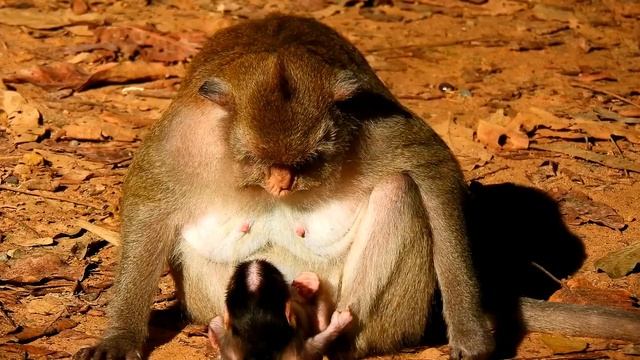 Lovely New Born baby Look Gladly By Mom Really Take Care Her Very Well смотреть онлайн