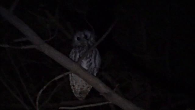 Серая неясыть   Strix Aluco