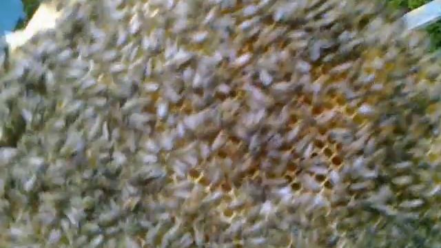 Пчелы застроили заставную Bees built up extreme смотреть онлайн