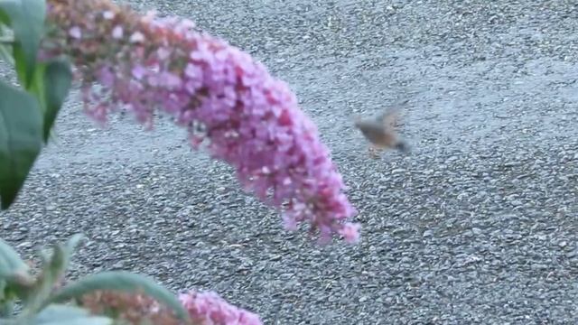 Hummingbird Hawk Moth (Colibri Butterfly) MVI 2352 смотреть онлайн