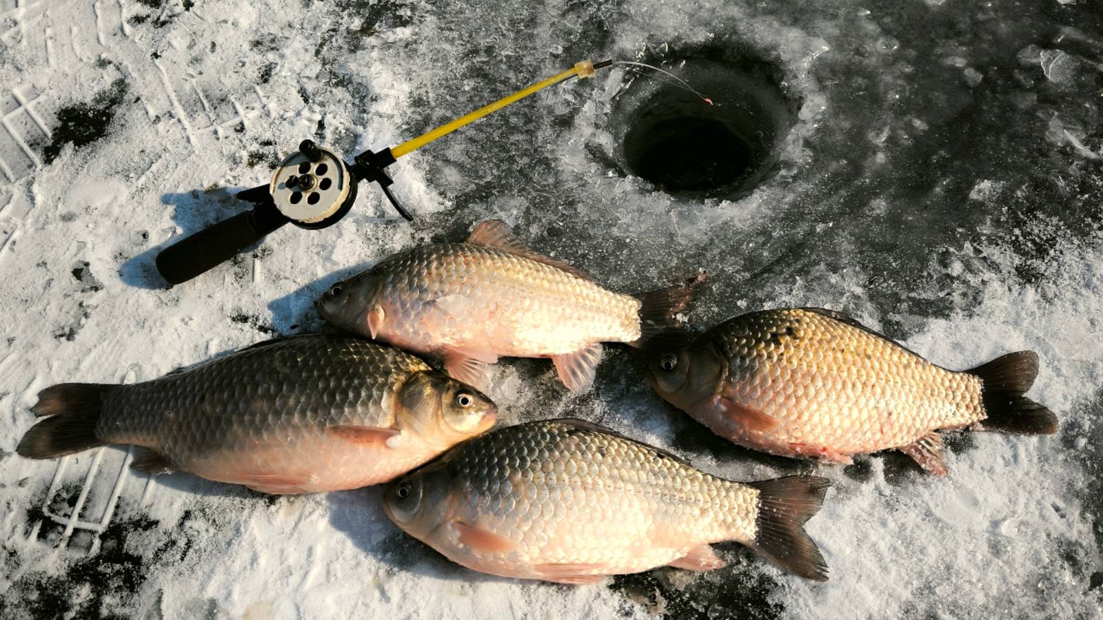 ЭТИ ОГРОМНЫЕ КАРАСИ ЗВЕРЕЮТ И РВУТ ЛЕСКУ! ЗИМНЯЯ РЫБАЛКА НА КАРАСЯ! БУРЯТ МЕНЯ ПОЛНОСТЬЮ. смотреть онлайн