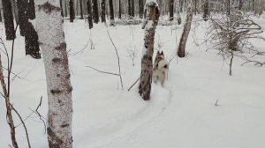 Охота с лайкой на куницу. Возвратный манёвр.