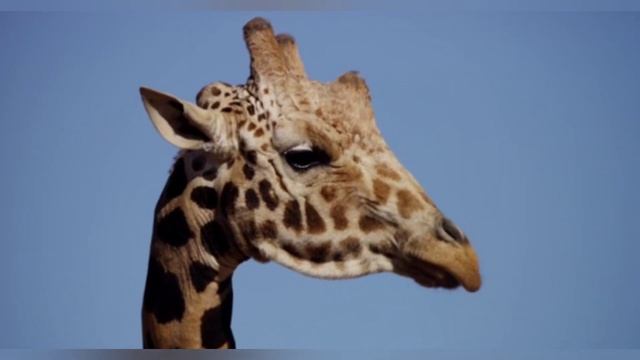 Elephants & Rhinoceros & Giraffe & Wildebeest hippo Zebra Horse || sofia monique смотреть онлайн