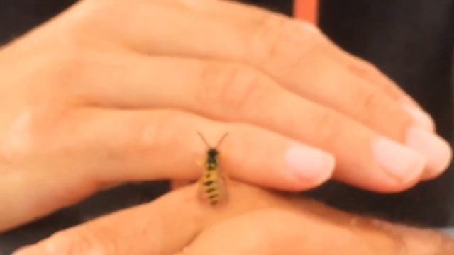 Ivannasmessaging Haribol! Послание от пчёл: "Босиком пошёл и полетел!" смотреть онлайн