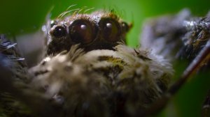 Тайная жизнь животных 5 серия «В поисках пищи» (документальный сериал, 2024)