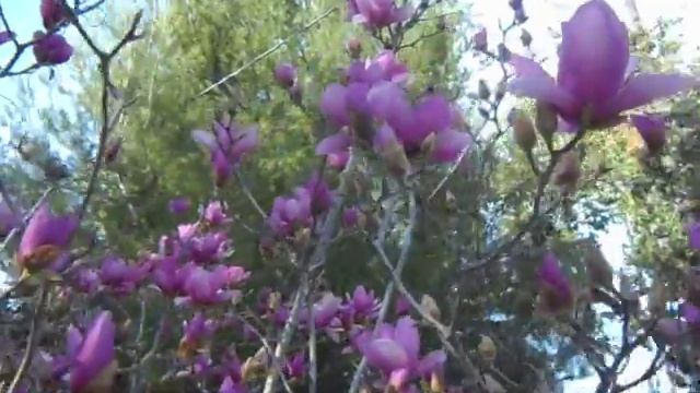 Tulip Magnolia Tree Blooming.AVI смотреть онлайн