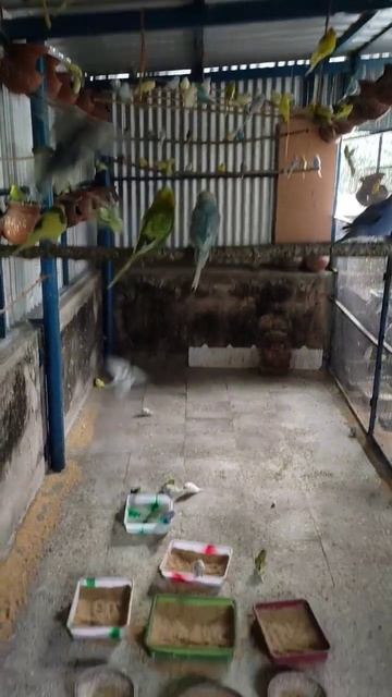 🐥50 pairs love birds colony breeding🐥 #shorts #trending смотреть онлайн