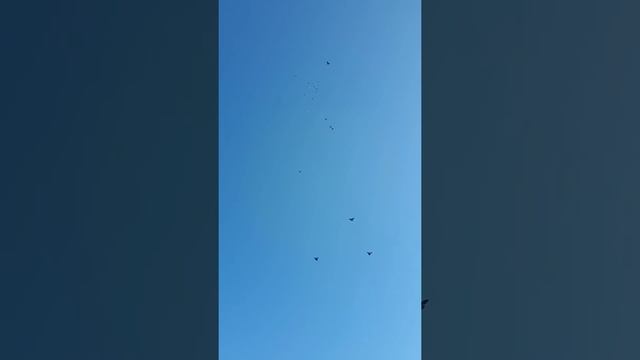 Жуки полёт смотреть онлайн