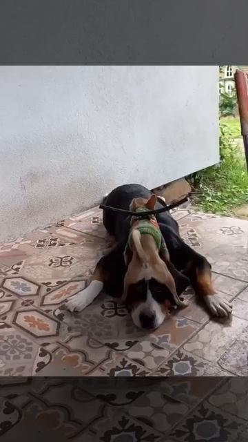 ТИРЬЯМ ТИРЬЯРИМ