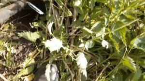 7 дней КоПа на деревне (День3)