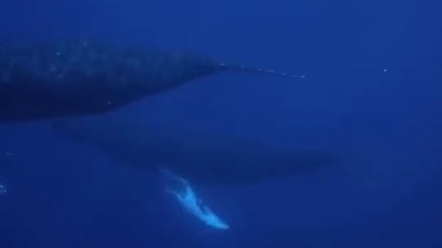 Humpback Whales (Mating Dance?)