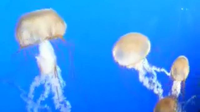 Kcatta Krahs 2007 смотреть онлайн