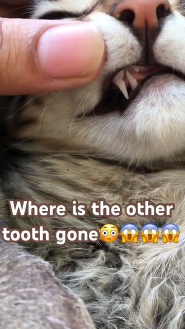Where is the other tooth gone?😱😱#cat#youtubeshorts#viral#catlover #shortvideo#shorts#fyp#treanding смотреть онлайн