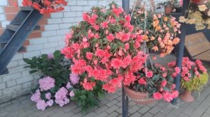 БЕГОНИЯ. МОЙ ОПЫТ ВЫРАЩИВАНИЯ.