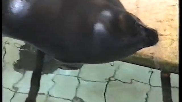 Байкальская НЕРПА