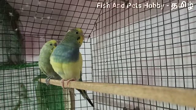 Is Your Pet Birds Eggs Not Hatching? || Reasons And Remedies for Birds Egg Hatching Problems смотреть онлайн